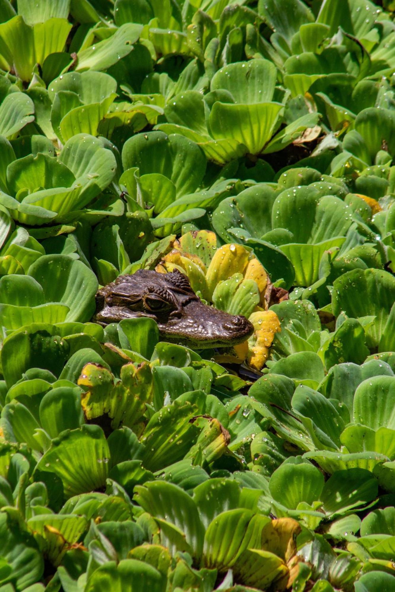 Finca Ecoturistica Los Jagueyes Baraya Екстер'єр фото