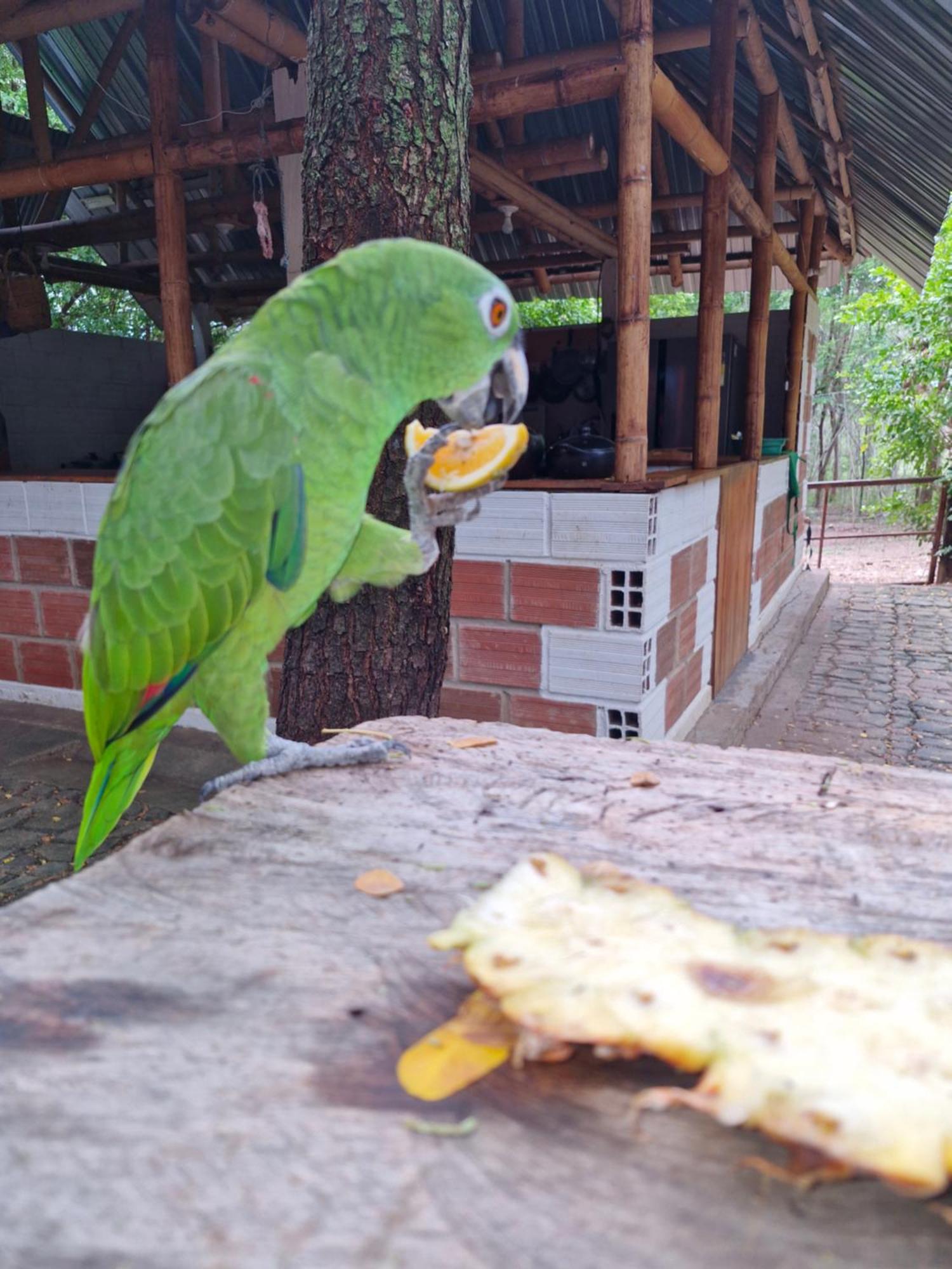 Finca Ecoturistica Los Jagueyes Baraya Екстер'єр фото